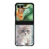 Grey Kitten Motorola Moto RAZR 2025 Case OV5901